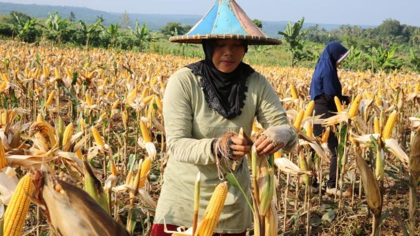 Barang-barang ini tidak kena PPN 12 persen