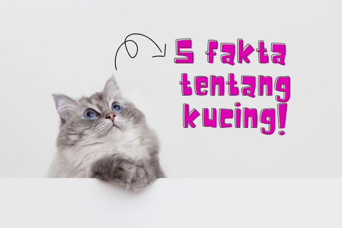 5 Fakta Unik Tentang Kucing