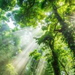 Mau Tahu Pemilik Hutan di Dunia? Ini Dia….