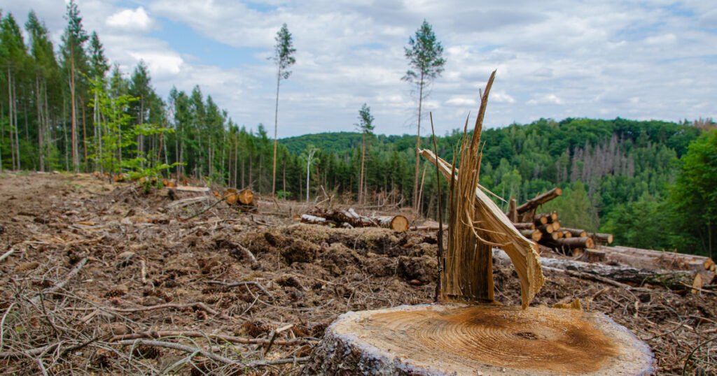 Situasi Penggundulan Hutan (Internet- DMI)