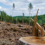 Situasi Penggundulan Hutan (Internet- DMI)