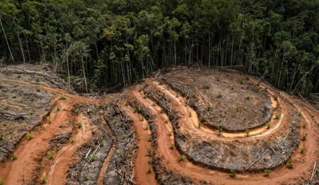 Era Presiden Siapa Deforestasi Paling Banyak? Ini Datanya…
