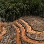 Era Presiden Siapa Deforestasi Paling Banyak? Ini Datanya…