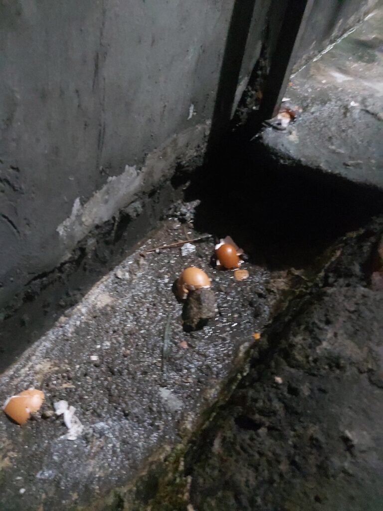 Rumah Ketua SPAI Lily Pujiati Diteror Telur Busuk dan Cairan Merah